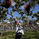 A grape farm in Yamanashi.